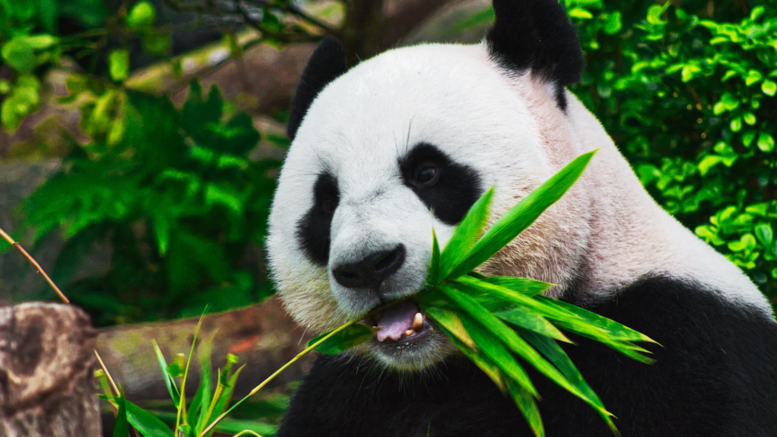 Giant panda eating bamboo in a lush green forest